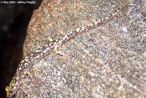 Green Salamander (Aneides aeneus)