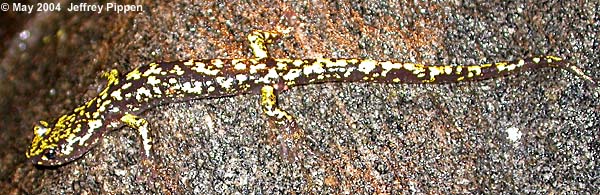 Green Salamander (Aneides aeneus)