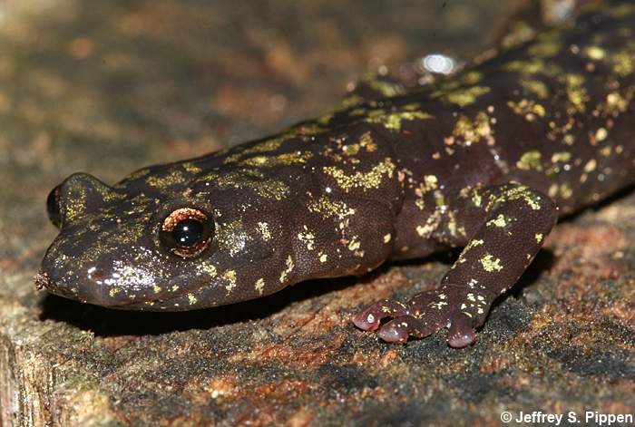 Green Salamander (Aneides aeneus)