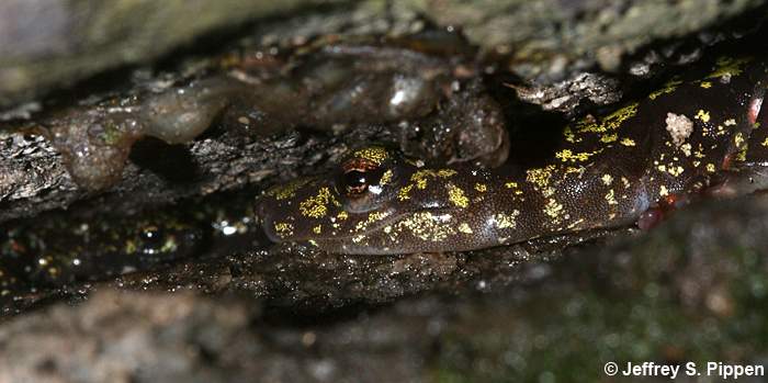 Green Salamander (Aneides aeneus)