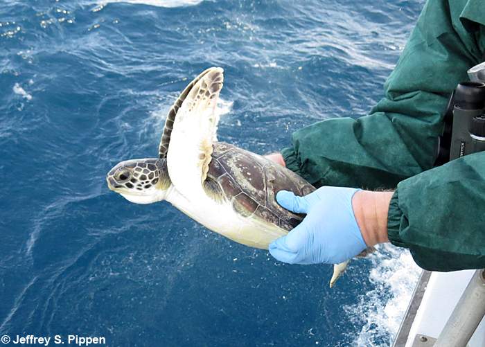 Green Sea Turtle (Chelonia mydas)
