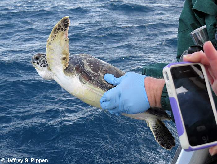 Green Sea Turtle (Chelonia mydas)