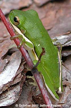 Green Treefrog (Hyla cinerea)