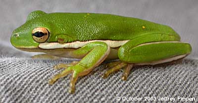 Green Treefrog (Hyla cinerea)