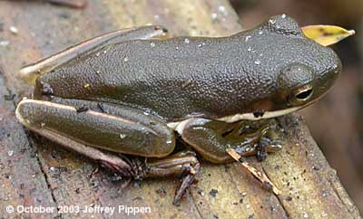 Green Treefrog (Hyla cinerea)