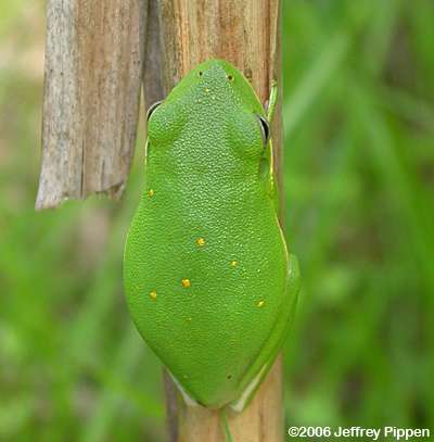 Green Treefrog (Hyla cinerea)