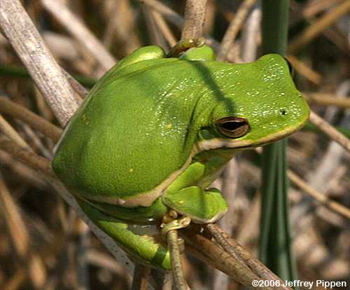 Green Treefrog (Hyla cinerea)