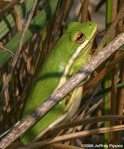 Green Treefrog (Hyla cinerea)