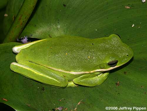Green Treefrog (Hyla cinerea)