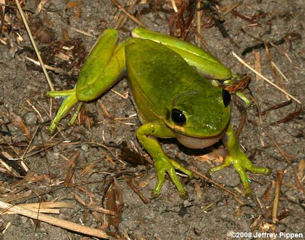 Green Treefrog (Hyla cinerea)