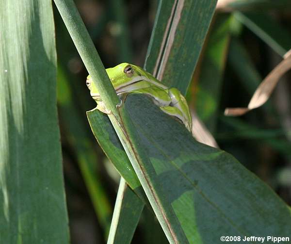 Green Treefrog (Hyla cinerea)