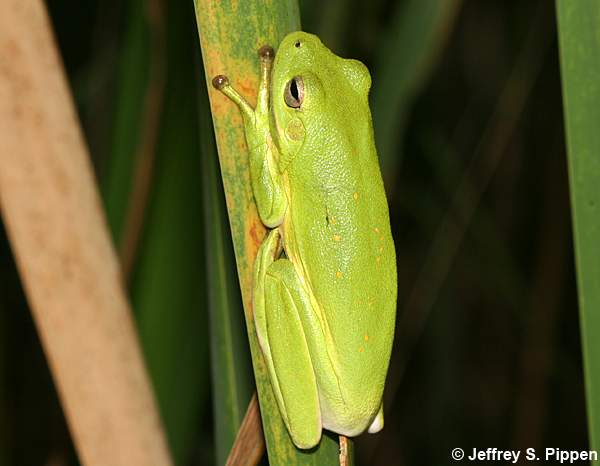 Green Treefrog (Hyla cinerea)