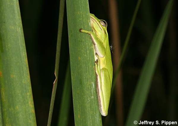 Green Treefrog (Hyla cinerea)