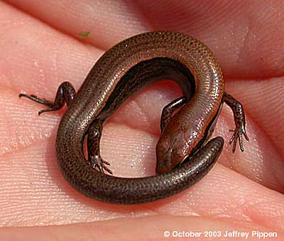 Ground Skink (Scincella lateralis)