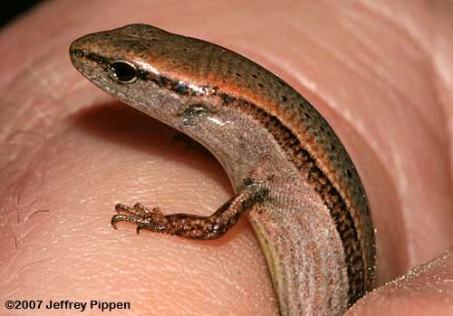 Ground Skink (Scincella lateralis)