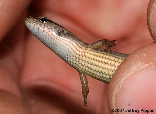 Ground Skink (Scincella lateralis)