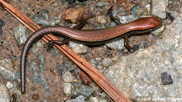 Ground Skink (Scincella lateralis)
