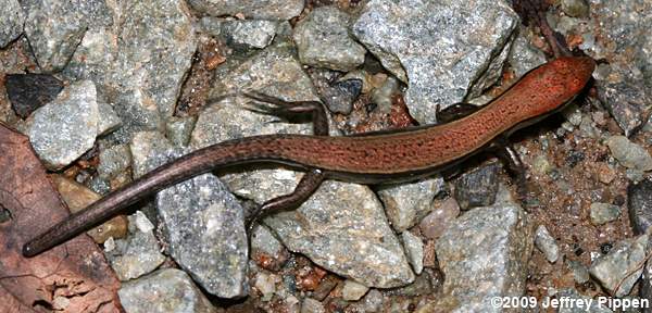 Ground Skink (Scincella lateralis)