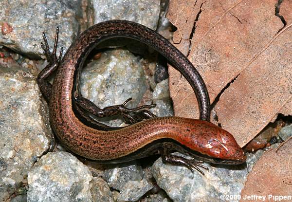 Ground Skink (Scincella lateralis)