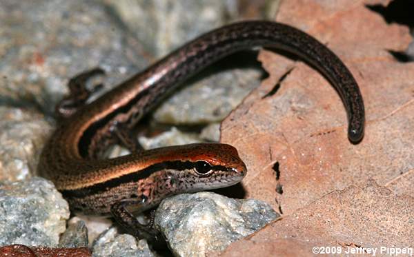 Ground Skink (Scincella lateralis)