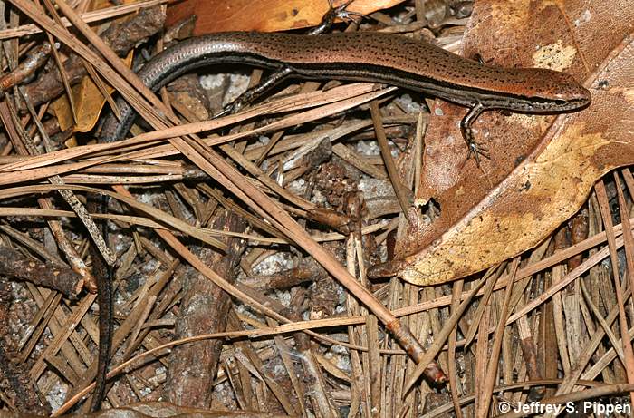 Ground Skink (Scincella lateralis)