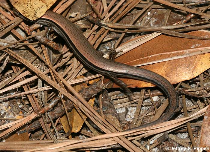 Ground Skink (Scincella lateralis)