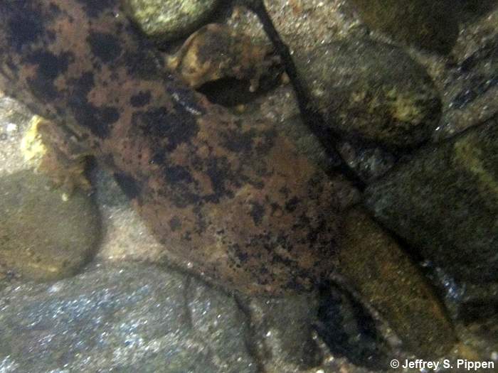 Hellbender (Cryptobranchus alleganiensis)