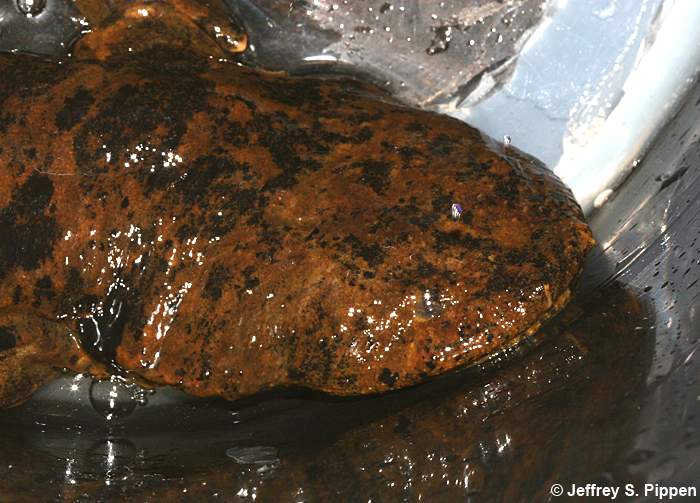 Hellbender (Cryptobranchus alleganiensis)