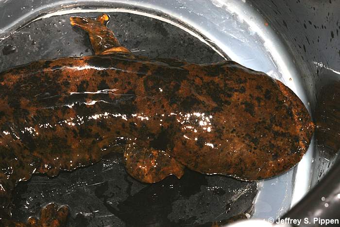 Hellbender (Cryptobranchus alleganiensis)
