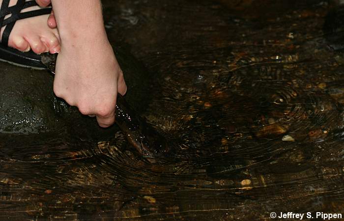 Hellbender (Cryptobranchus alleganiensis)