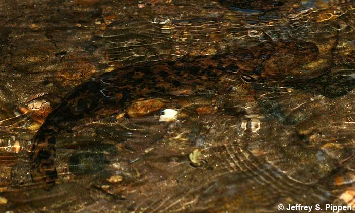 Hellbender (Cryptobranchus alleganiensis)