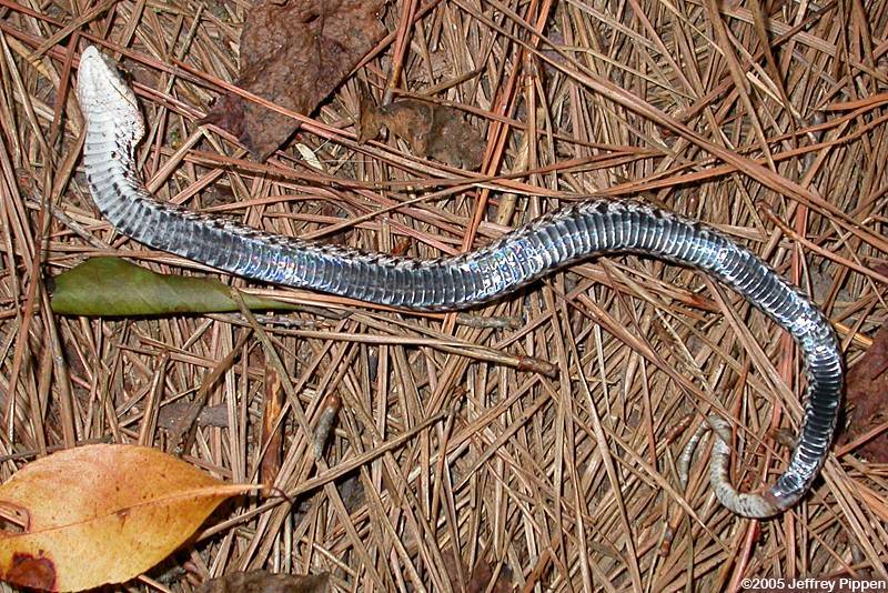 Eastern Hognose Snake (Heterodon platyrhinos)