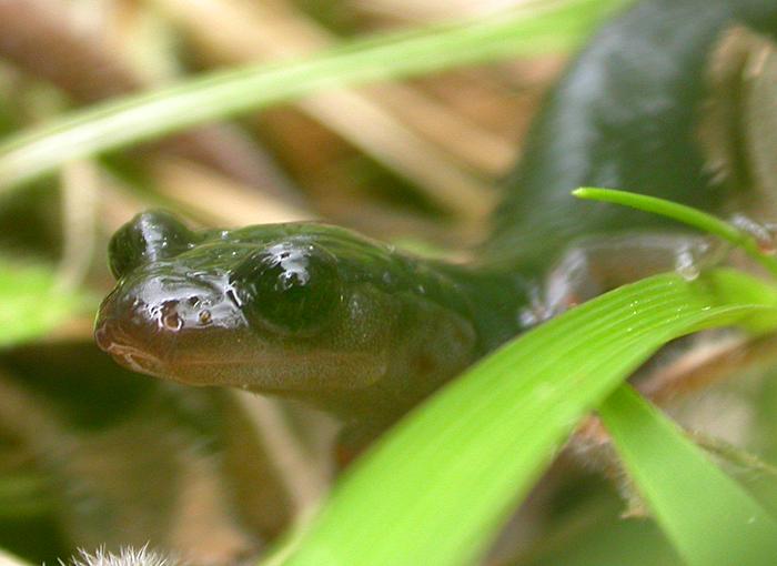Southern Appalachian Slimy Salamander (Plethodon teyahalee)