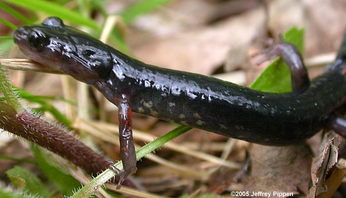 Southern Appalachian Slimy Salamander (Plethodon teyahalee)