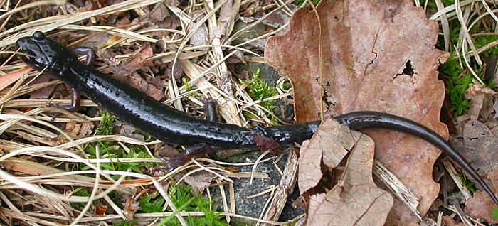 Southern Appalachian Slimy Salamander (Plethodon teyahalee)