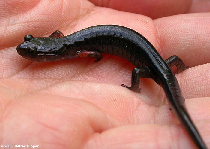 Southern Appalachian Slimy Salamander (Plethodon teyahalee)