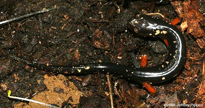 Jordan's Salamander (Plethodon jordani)