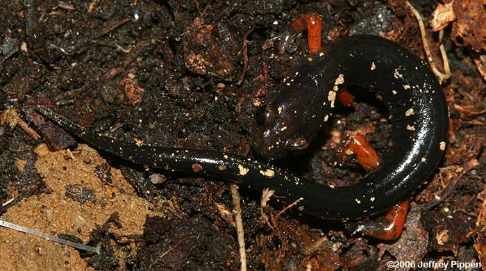 Jordan's Salamander (Plethodon jordani)
