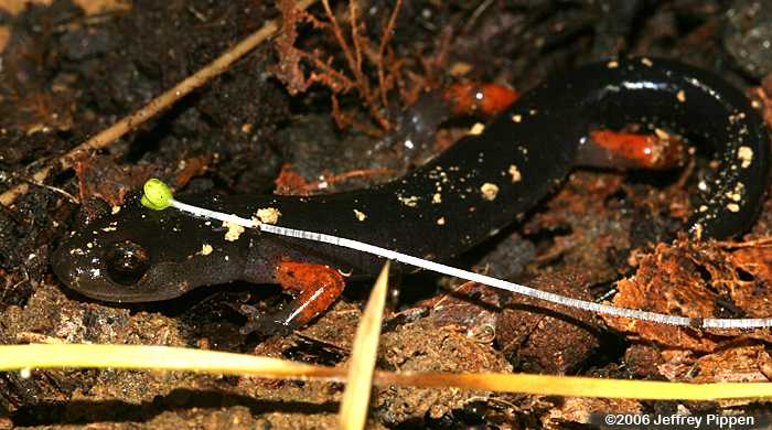 Jordan's Salamander (Plethodon jordani)
