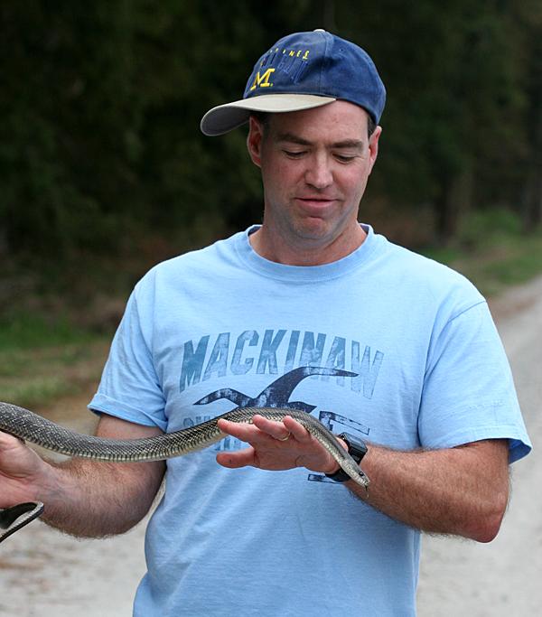 Rat Snake (Elaphe obsoleta)
