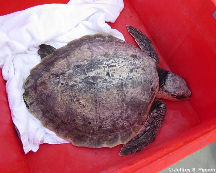 Kemp's Ridley Sea Turtle (Lepidochelys kempii)