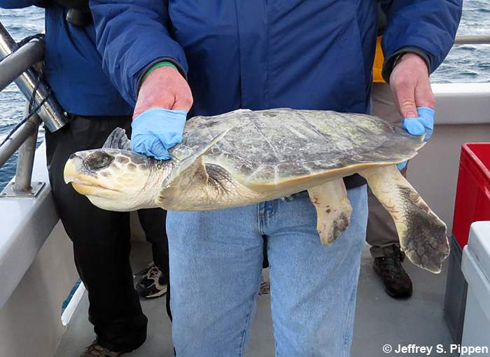 Kemp's Ridley Sea Turtle (Lepidochelys kempii)