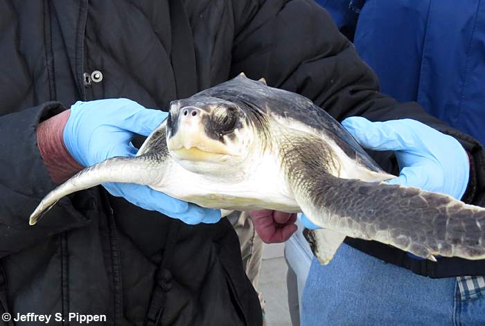 Kemp's Ridley Sea Turtle (Lepidochelys kempii)