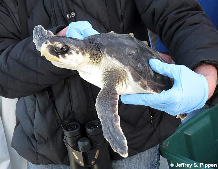 Kemp's Ridley Sea Turtle (Lepidochelys kempii)