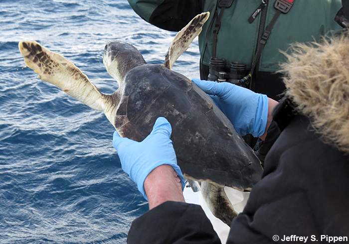 Kemp's Ridley Sea Turtle (Lepidochelys kempii)