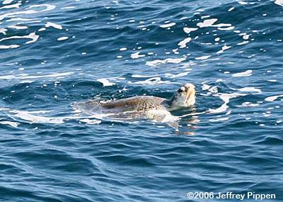 Loggerhead Sea Turtle (Caretta caretta)