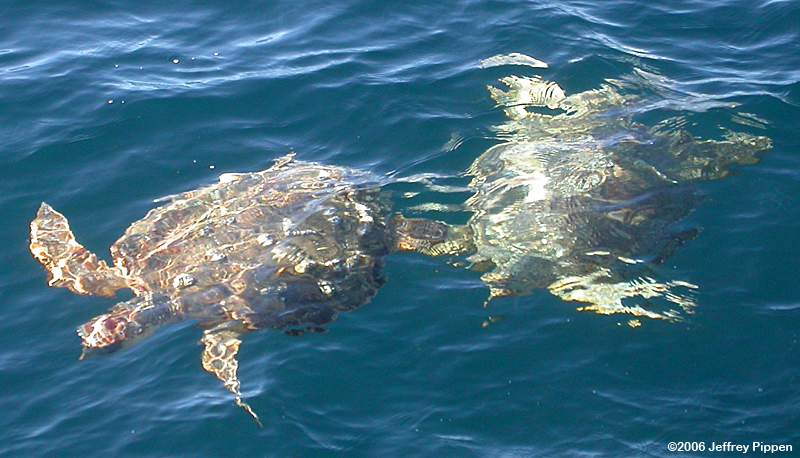 Loggerhead Sea Turtle (Caretta caretta)