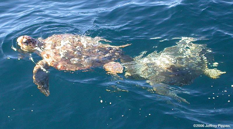 Loggerhead Sea Turtle (Caretta caretta)