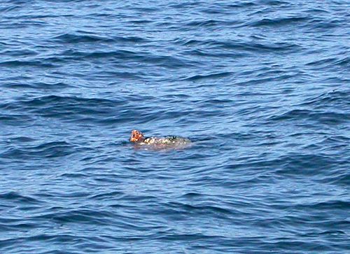 Loggerhead Sea Turtle (Caretta caretta)