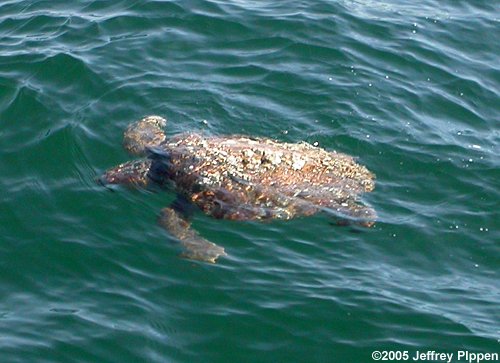 Loggerhead Sea Turtle (Caretta caretta)